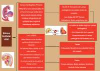 Sistema Cardiovascular Embriología