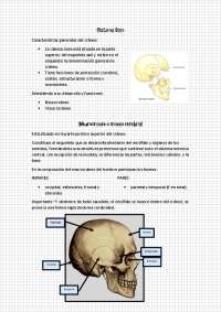 Características del Cráneo: Neurocráneo y Viscerocráneo