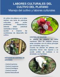 Labores Culturales del Cultivo del Plátano: Guía Completa de Manejo y Prácticas - Prof. Al