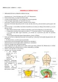 DESARROLLO CRÁNEO FACIAL DEL FETO
