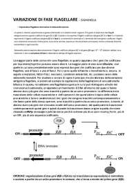 Variazione antigienica flagellare di Salmonella