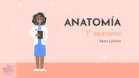 ANATO RESUMENES MIEMBRO SUPERIOR