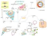 MAPA MENTAL DEL CICLO CELULAR - Docsity