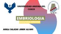 Segunda Semana - Embriologia