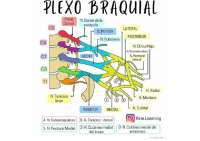 Es un pequeño esquema del Plexo braquial