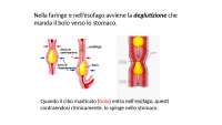 Cose da dire per fare un ppt sull'apparato digerente