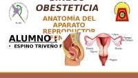 Anatomía del Aparato reproductor femenino | Resúmenes de Anatomía ...