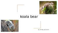 Koala Referat englisch