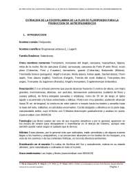 EXTRACCION DE LA FLOR DE FLORIPONDIO