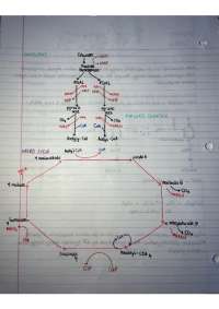 Krebs Cycle (Cellular Resporation 2)