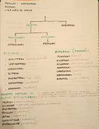 Schemi e Appunti del corso di Entomologia