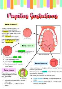 Papilas gustativas de la lengua