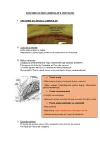Anatomia do Seio Camerular e Cristalino