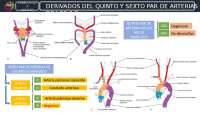 ARTERIAS DE LOS ARCOS FARÍNGEOS