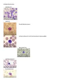 Vetrini esame ematologia | Guide, Progetti e Ricerche di Ematologia ...