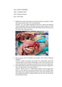System urogenital pada Ikan