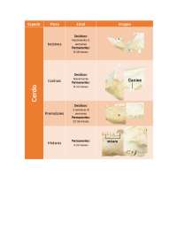 Identificación de la edad en cerdo y conejo con piezas dentarias