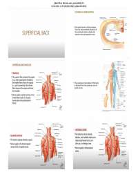 ANATOMY- SUPERFICIAL BACK MUSCLES
