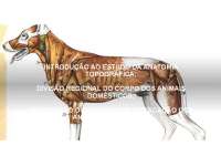 estudo sobre anatomia topografica