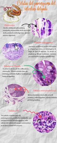 Histología Veterinaria.