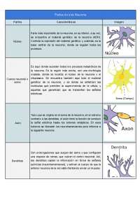Partes de la Neurona