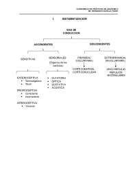 Sistematización de las neuronas motoras