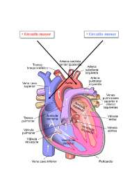 EL CORAZON Y SUS RAICES - Docsity