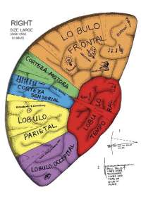 Cerebro y áreas del cerebro