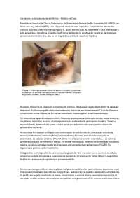 Relato de Caso: Carninoma Colangiocelular em Felinos - UFRGS