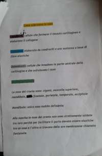 Biologi auf italienisch wie sich knochen formen