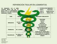 Procesos de Cicatrización en Ligamentos: Grados de Lesión y Fases