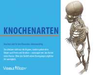 Knochen sind für den Menschen