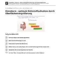 Arbeitsblatt: Dünndarm