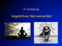 Vegetatives Nervensystem