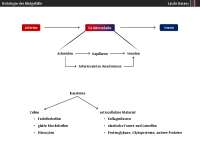 Histologie der Blutgefäße