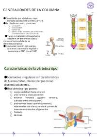 Generalidades de la columna vertebral