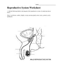 Reproductive System Worksheet