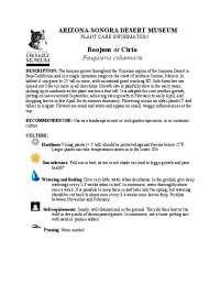 Boojum Tree (Fouquieria columnaris) Care and Growth Information