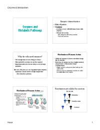 Enzymes and Metabolic Pathways