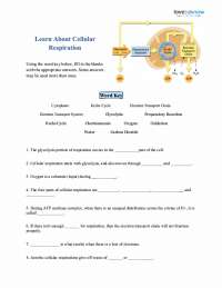Learn About Cellular Respiration
