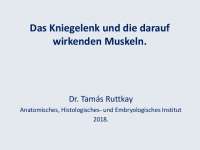 Das Kniegelenk und die darauf wirkenden Muskeln.
