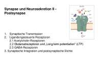 Synapse und Neurosekretion II
