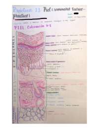 Esquema Histología. Seminario Piel