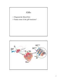 • Diagram the blood flow • Name some of the gill functions?