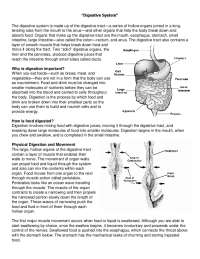 Human Digestive System: Anatomy, Function, and Digestion Processes