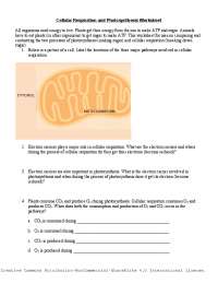 Cellular Respiration and Photosynthesis Worksheet