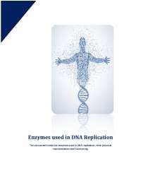 Enzymes Involved in DNA Replication: Their Functions and Role in DNA Synthesis