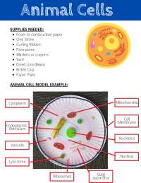 Animal Cell Model: A Hands-On Learning Activity