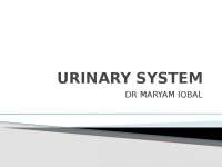 Anatomical structure of Urinary system | Lecture notes Anatomy - Docsity