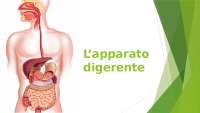 APPARATO DIGERENTE ppt